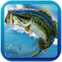 Fishing Fever(ģ)v1.1