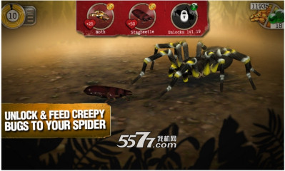 ֩(⶯)Real Scary Spidersͼ2