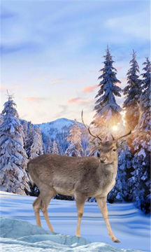 Winter deer׿