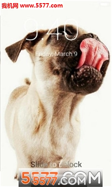 Dog Licks Lock Screen(ڼ֙C(j))؈D0