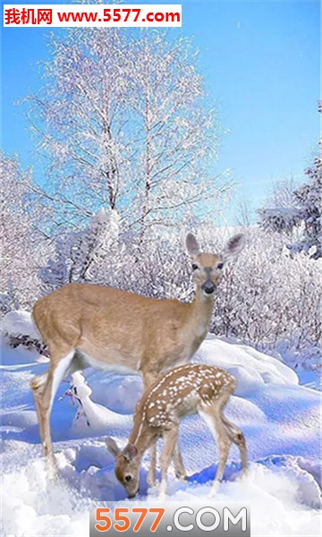 Deer Winter(Winter deer׿)ͼ2