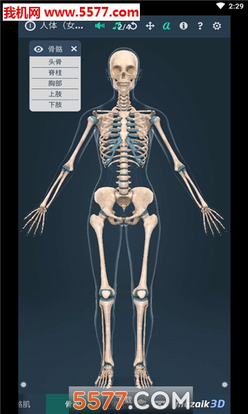 Human body (female)(ϵͳŮ3d׿)ͼ1