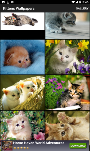 Kittens Wallpapers(Сèֽ)׿ͼ3