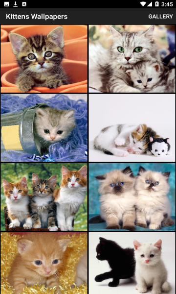 Kittens Wallpapers(Сèֽ)׿ͼ0