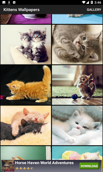 Kittens Wallpapers(Сèֽ)׿ͼ1