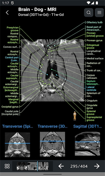 vet Anatomyͼ1