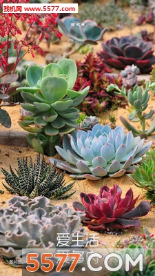 ����ֲ��ٷ����ͼ0