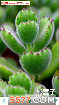 ����ֲ��ٷ����ͼ1