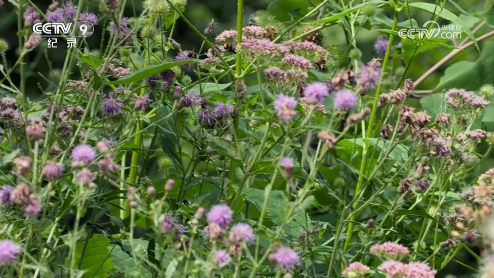 WebViewTvLive�ٷ����ͼ3